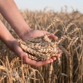 What is Harvesting? A Comprehensive Guide to the Techniques, Tools, and Importance of Crop Collection in Farming